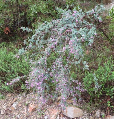 Indigofera denudata